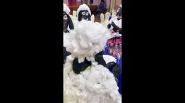 Company has bizarre black sheep themed fancy dress dinner