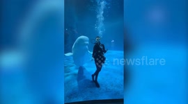 Animal trainer performs synchronized underwater dance routine - with a beluga whale