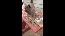 Squeaky The Friendly Barn Cat