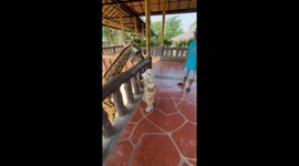 Giraffe headbutts toddler posing for pictures