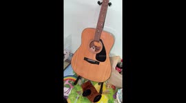 Pet sugar glider peeps out of acoustic guitar