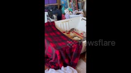 Dog Keeps Chickens Safely Contained