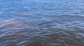 Beluga Whale Bumps Into Paddleboarder