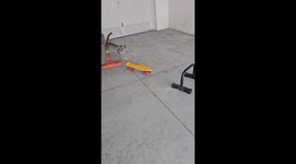 Kitten Skateboards Through Obstacle Course