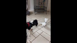 Cockatoo hilariously barks at canine pal