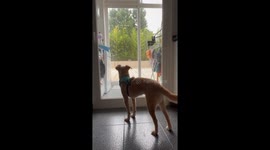 Pup With a Persistent Tremor