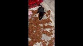 Feral Kitten Hoards Piles Of Food