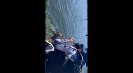 Heroic fishermen rescue distressed deer from river in Brazil