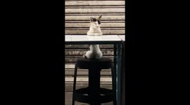 Cat Looks Like It's Contemplating Life