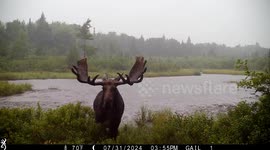 Bull Moose Close-Up In Pouring Rain