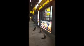 Cats Mesmerized By Visions of Yummy Food