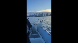 Dolphins put on show for boat full of rescue dogs in Miami