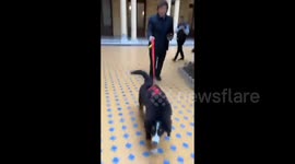 Javier Milei strolled through the Casa Rosada with his dog Thor