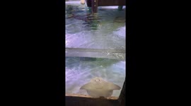 Stingray leaps out of aquarium making visitors laugh in Australia