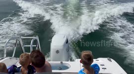 A playful pod of dolphins leaps and follows a boat off Anna Maria Island, creating a mesmerizing and joyful scene on the water.