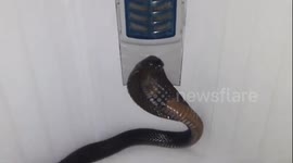 Resident opens washing machine to find huge COBRA staring back at him