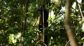 Madagascar: Madagascar enhances protection of endangered lemurs
