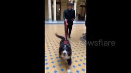 Argentina: Javier Milei strolled through the Government Palace with his dog Thor