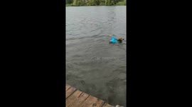 Такса по имени Рицца постоянно прыгает в озеро, а Дмитрий ее достает из воды, чтобы она опять прыгнула