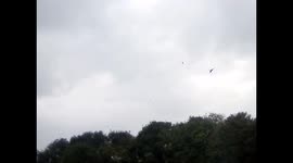 Lots of Red kite birds fly over trying to catch Grey Squirrels in the woods