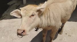 Pink Water Buffalo