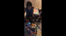 Practicing puppy culture method with music to 3 weeks old puppies