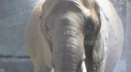 Austria: World's Oldest Zoo To Welcome First Endangered African Bush Elephant Calf In 21 Years