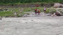 India: Cattle rescued from river island by state disaster team in northern India