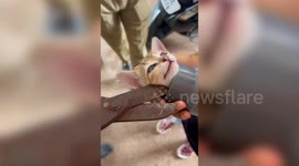 India: Firefighters rescue kitten from PVC pipe in southern India