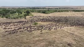 Tanzania: Great Migration across East Africa's plains presents wildlife spectacle