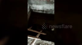 India: Dog rescued from safety tank in central India with help from animal volunteers