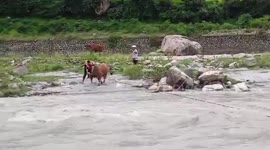 India: Cattle rescued from river island by state disaster team in northern India