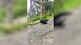 Bear climbs transformer gets electrocuted in northern India