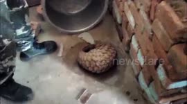 India: Officials rescues Pangolin from village in central India