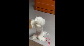 Dog in Iksan-si, South Korea, shakes itself in annoyance over denied watermelon