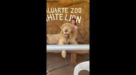 Zookeeper slaps lion to make it pose with tourists in the Philippines