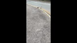 Person helps duck and chicks cross road safely in Sefton Park, Liverpool