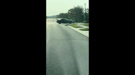 Alligator strolls across road in Florida, United States