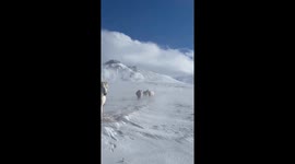 Icelandic horses brave strong winds in snowstorm