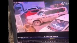 Chinese bear opens door and raids dining room while seller sleeps
