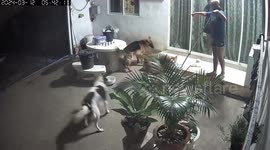 Loyal pet dogs protect their owner from snake