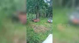 India: Leopard released safely into forest after rescue in Kerala