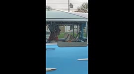 Dog Wears a Sun Hat While Riding in a Classic Car