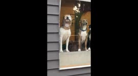 The Hamburgler's Doggie Bag