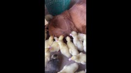 Leave me alone! Golden Retriever closes eyes while chicks peck him