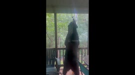 Bear Investigates Cabin Bird Feeder