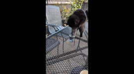 Cat Squeezes Head in Glass to Get a Drink