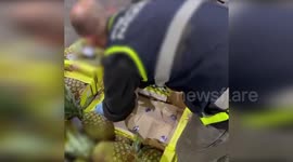 Spain: Spanish Police Dismantle Drug Trafficking Ring Using Pineapple Boxes to Smuggle Cocaine