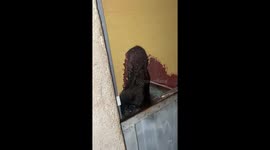 Frightened Pupper Chews Through Wall During Fireworks Show