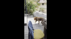 Dog With a Lion Haircut